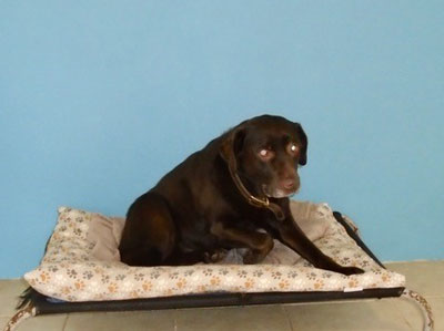 Towsers Kennels comfortable bedrooms
